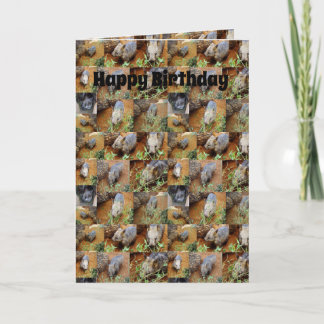 Wombat Photo Collage, Birthday Card