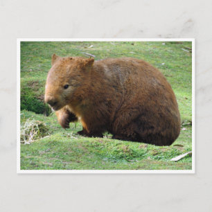 wombat postcard