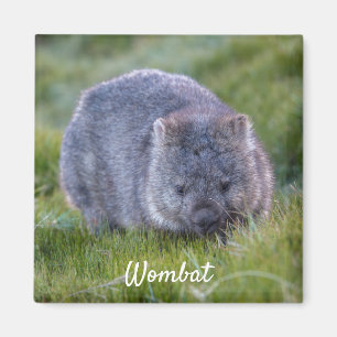Wombat Tasmania Australia, Cute Animal Photo Magnet