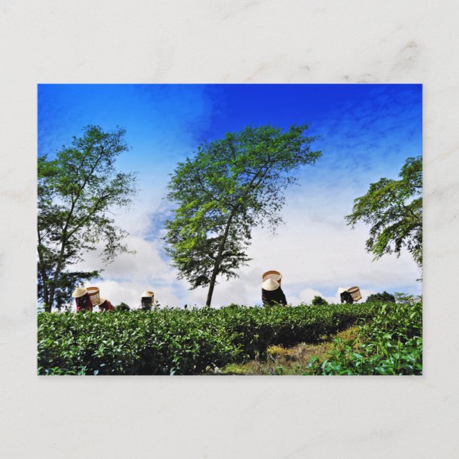 Women Harvesting Tea Postcard (Front)