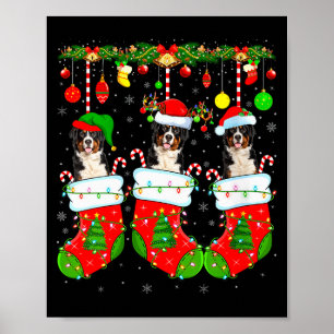 Womens Saint Bernard Dog In Christmas Socks Funny Poster