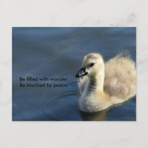 Wonder and Peace Postcard