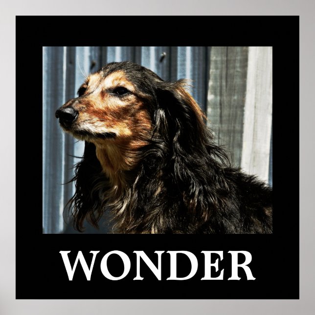 Wonder Poster (Front)