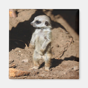 Wonderful Cute Sweet African Meerkat Animal Magnet