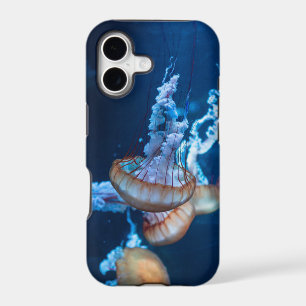 Wonderful Jellyfishes