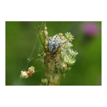 Wonderful Nature - Cross Spider - Close up