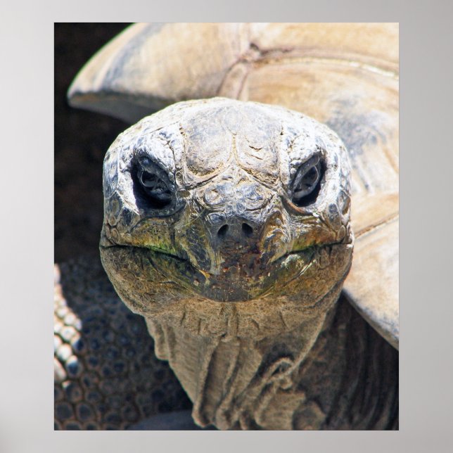 Wonderful Turtle Poster! Poster (Front)