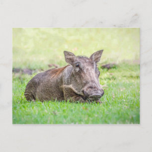Wonderful Warthog Postcard