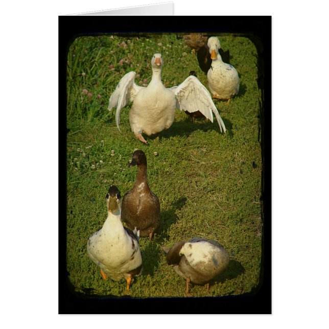 Wonderful Waterfowl (Front)