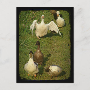 Wonderful Waterfowl Postcard