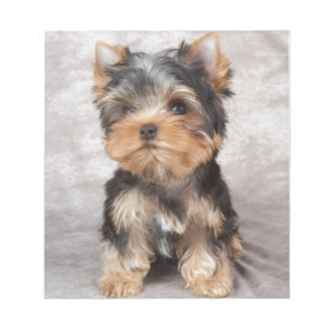 Wonderful yorkie notepad