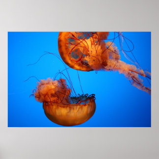 Wonders of Nature Poster