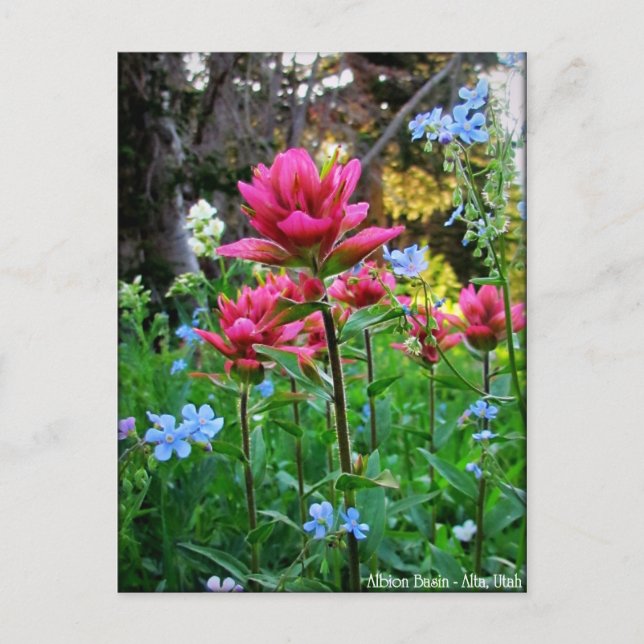 Wondrous Wildflowers (5) Postcard (Front)