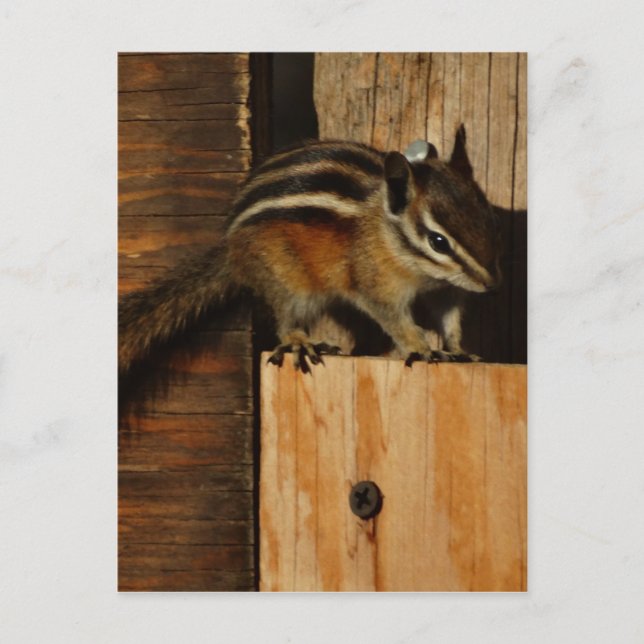 wood and chipmunk postcard (Front)