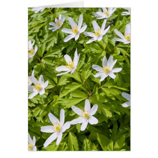 Wood Anemone (Front)