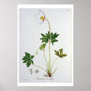 Wood Anemone from 'Phytographie Medicale' by Josep Poster