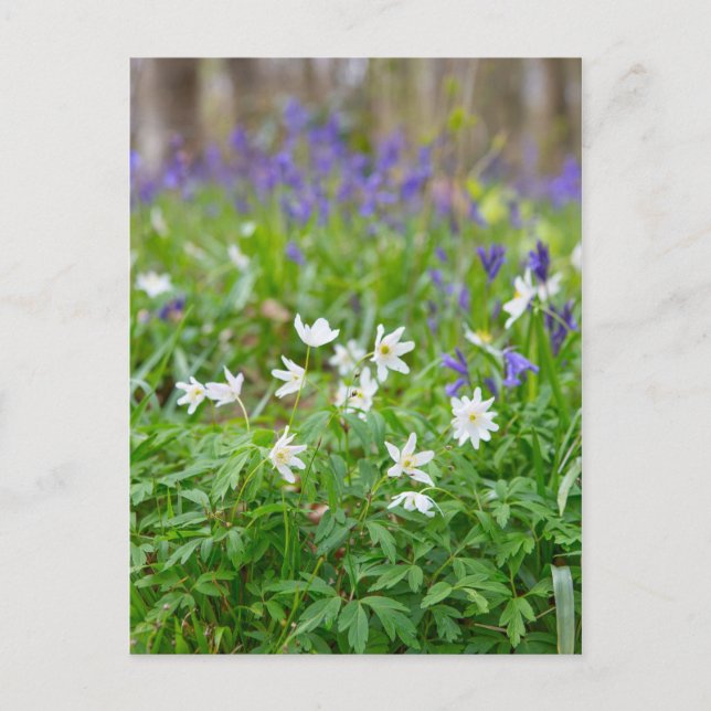 Wood anemone, postcard (Front)