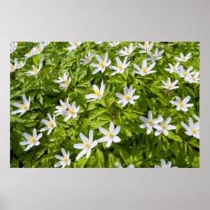 Wood Anemone Poster