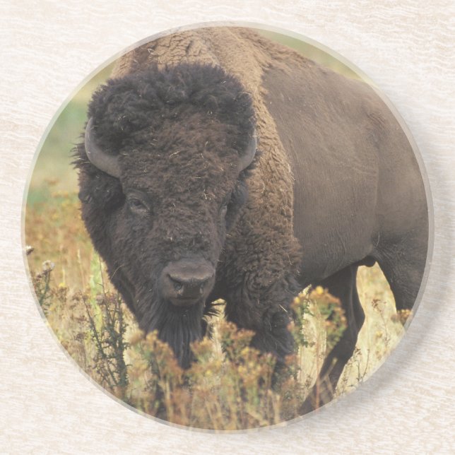 Wood Bison Coaster (Front)