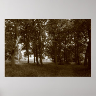 Wood, Bute Park Cardiff - Sepia toned BW Poster