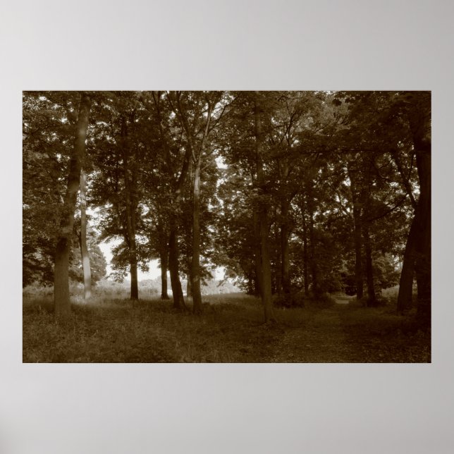 Wood, Bute Park Cardiff - Sepia toned BW Poster (Front)