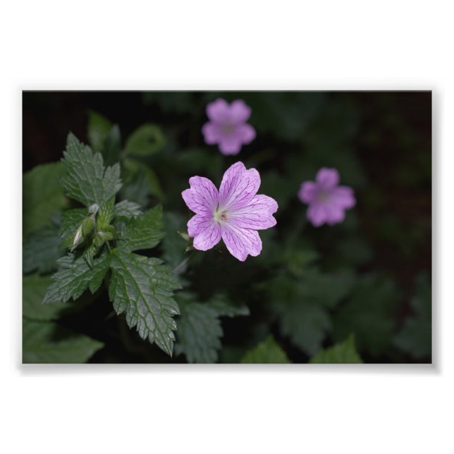 Wood Cranesbill Photo Print (Front)