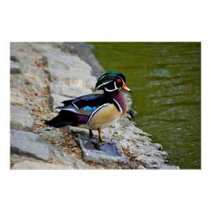 Wood duck beauty birding nature wildlife poster