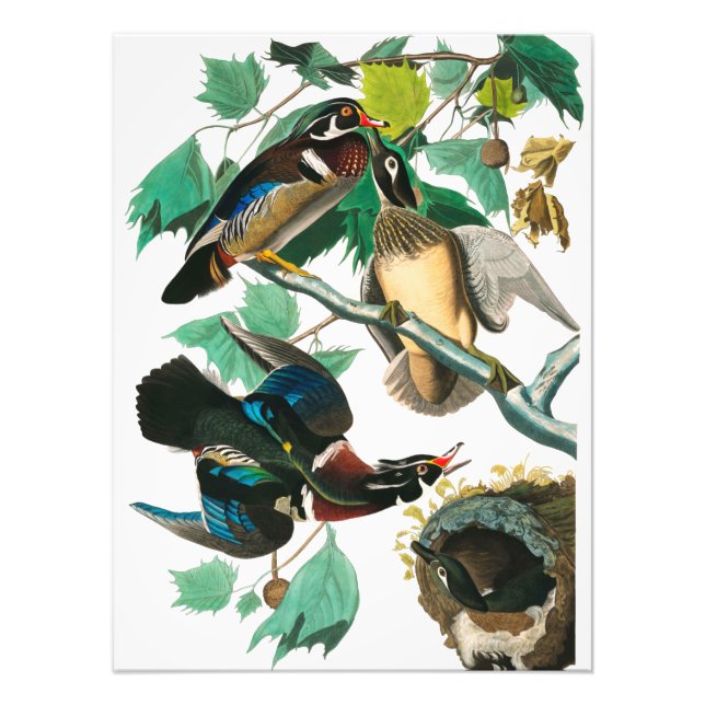 Wood Duck by John James Audubon Photo Print (Front)