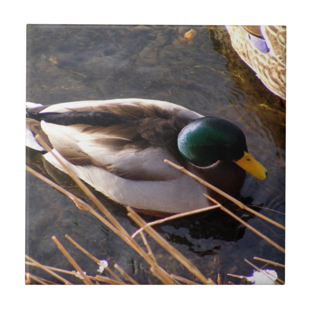 Wood Duck Ceramic Tile (Front)