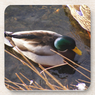Wood Duck Cork Coaster