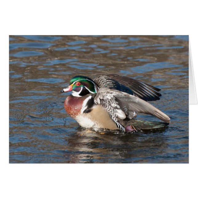 Wood Duck Drake (Front Horizontal)