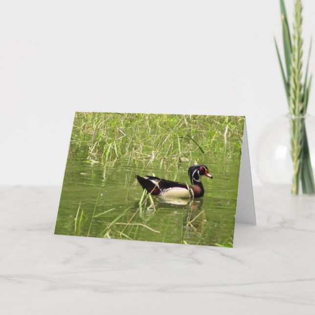 Wood Duck Drake Greeting Card (Front)