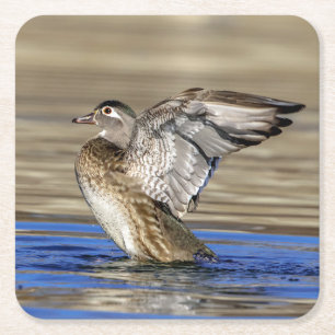 Wood Duck flapping her wings Square Paper Coaster