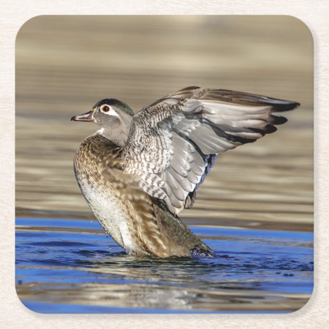 Wood Duck flapping her wings Square Paper Coaster (Front)