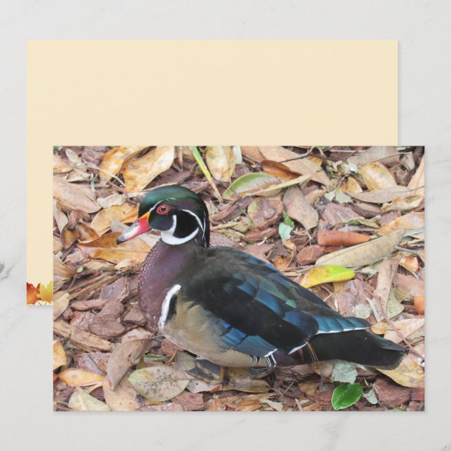 Wood Duck Flat Card (Front/Back)