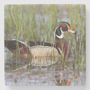 Wood Duck in wetland Stone Coaster