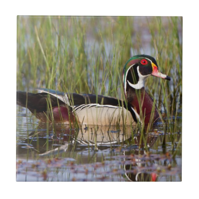 Wood Duck in wetland Tile (Front)