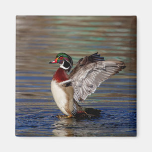 Wood Duck Magnet