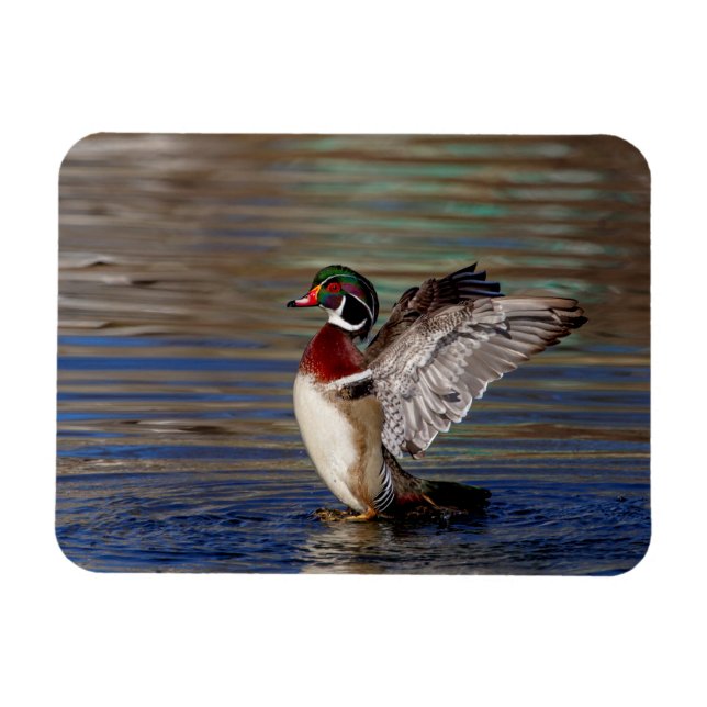 Wood Duck Magnet (Horizontal)