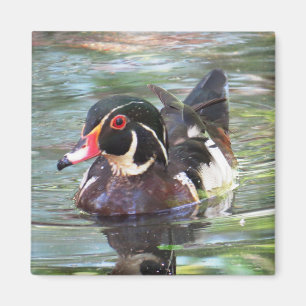 Wood Duck Magnet