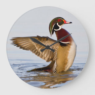 Wood Duck male flapping wings in wetland Large Clock
