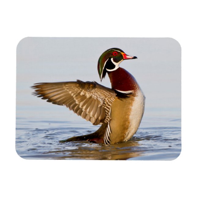 Wood Duck male flapping wings in wetland Magnet (Horizontal)
