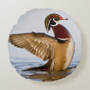 Wood Duck male flapping wings in wetland Round Cushion