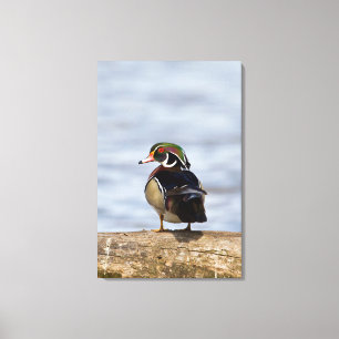 Wood Duck male on log in wetland Canvas Print