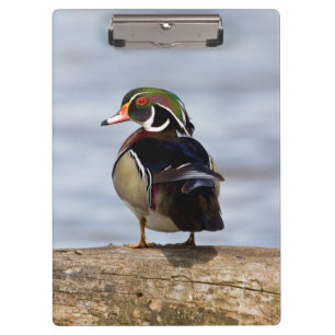 Wood Duck male on log in wetland Clipboard