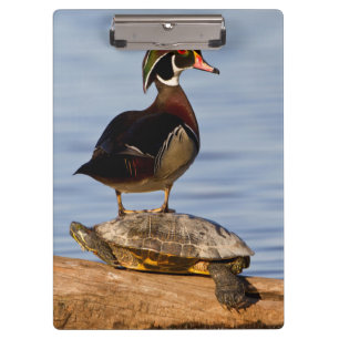 Wood Duck male standing on Red-eared Slider Clipboard