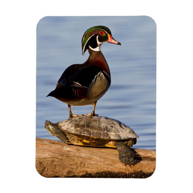 Wood Duck male standing on Red-eared Slider Magnet (Vertical)