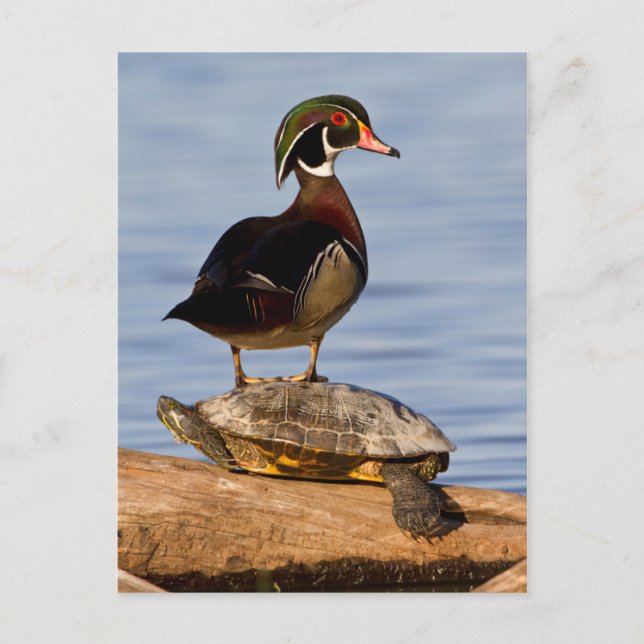 Wood Duck male standing on Red-eared Slider Postcard (Front)