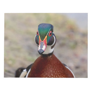 Wood Duck Notepad
