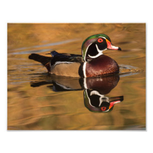Wood duck on Golden lake Photo Print